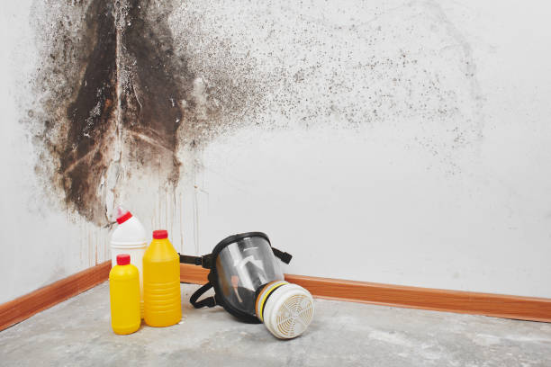 Best Localized Mold Remediation (e.g., coastal areas, humid climates) in Northampton, MA