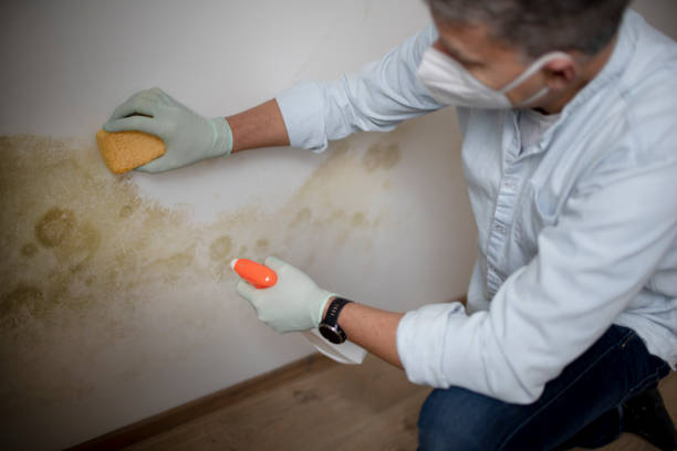 Best Localized Mold Remediation (e.g., coastal areas, humid climates) in Northampton, MA